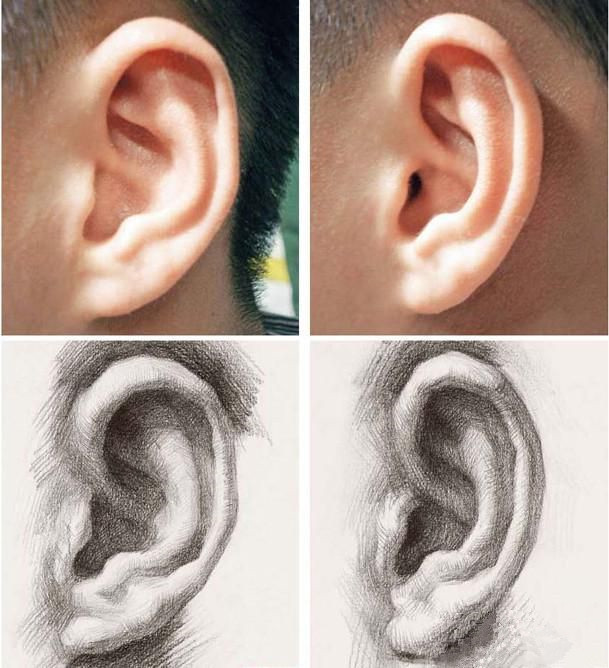耳部素描