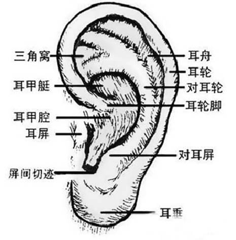 耳朵虽小也有体,注意耳轮和耳垂的结构体块表现.